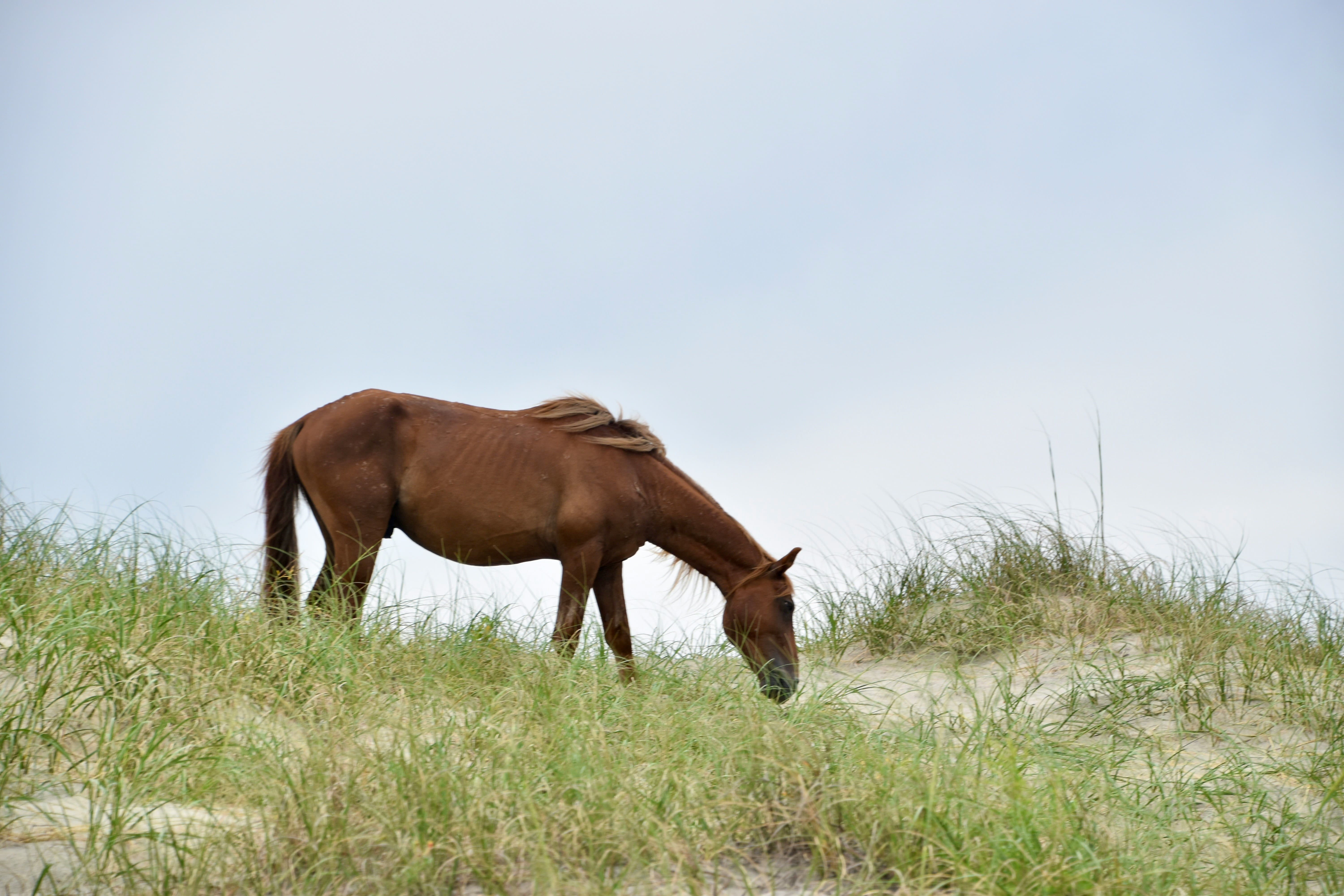 Spanish Colonial Mustang