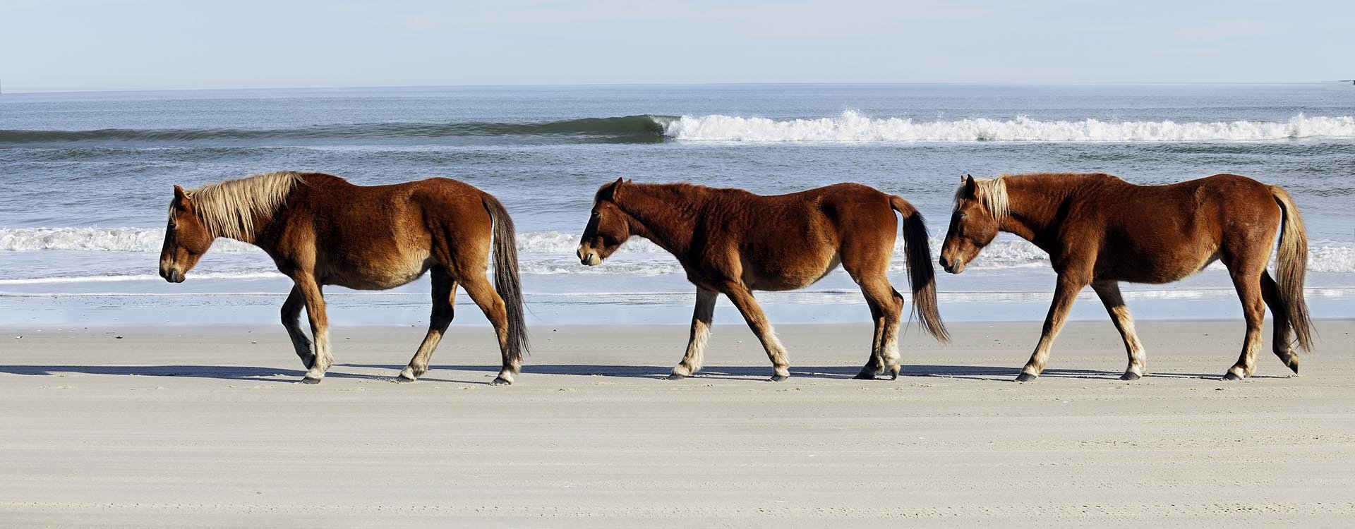 outer-banks-horses-daytime-beach