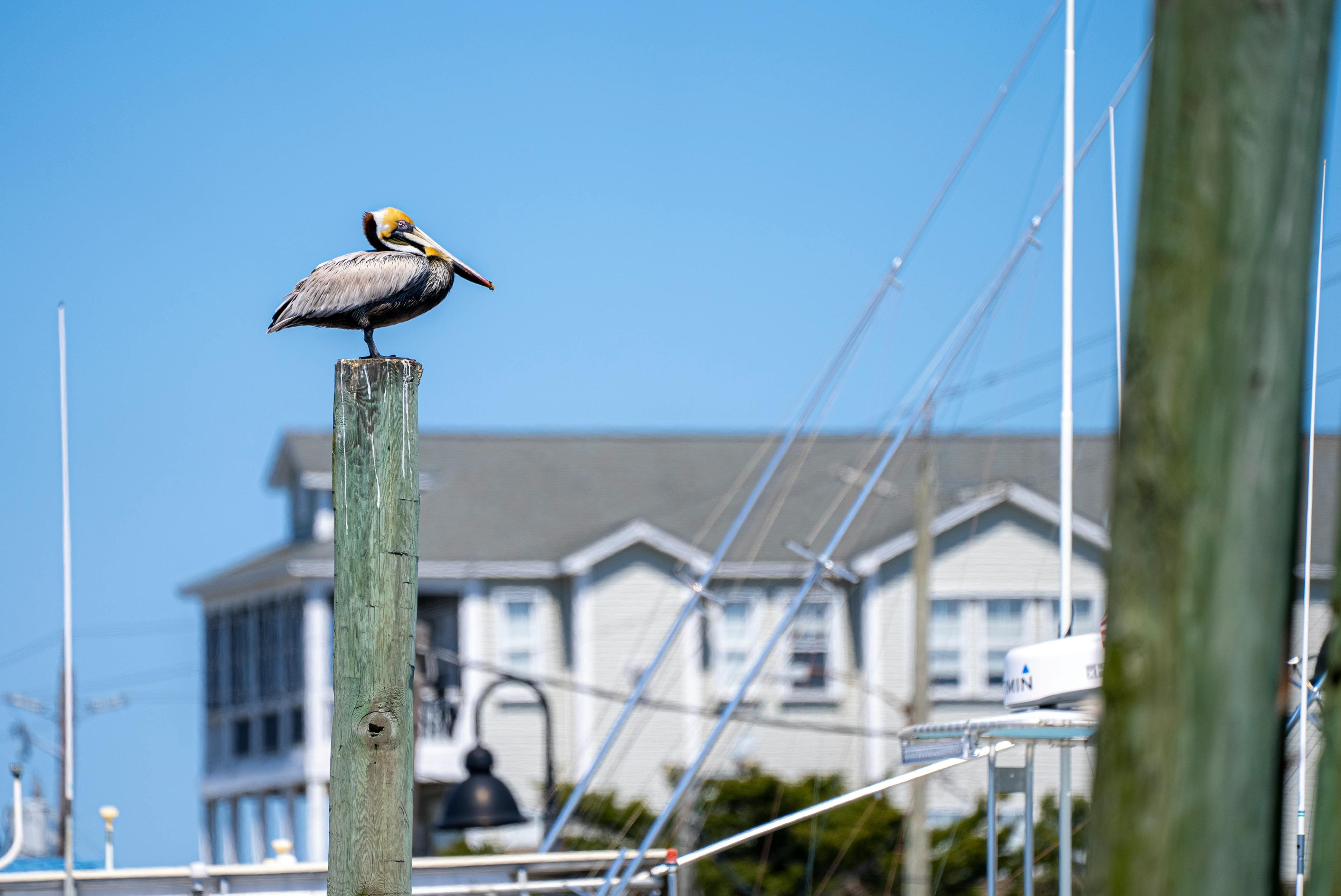 pexels-nc-farm-bureau-mark-7410229 (1)