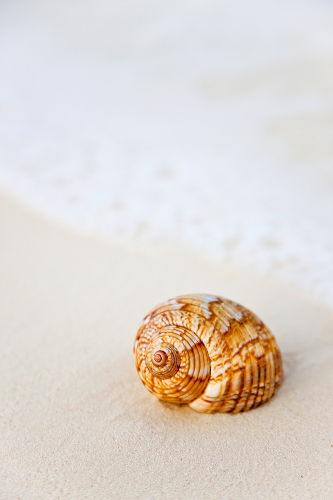 shell by the beach on the sand near the ocean waves